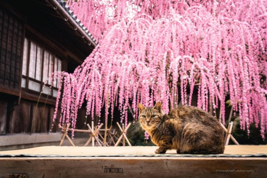 🌸 야기의 수양매(야기노시다레우메) 이미지 4